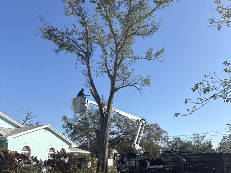 Bucket truck working high in a tree above a house